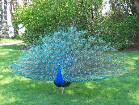 blue_peacock.jpg