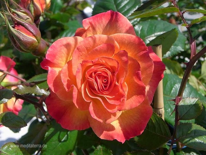 Kostenlose Rosenfotos Rosen Gelb Orange