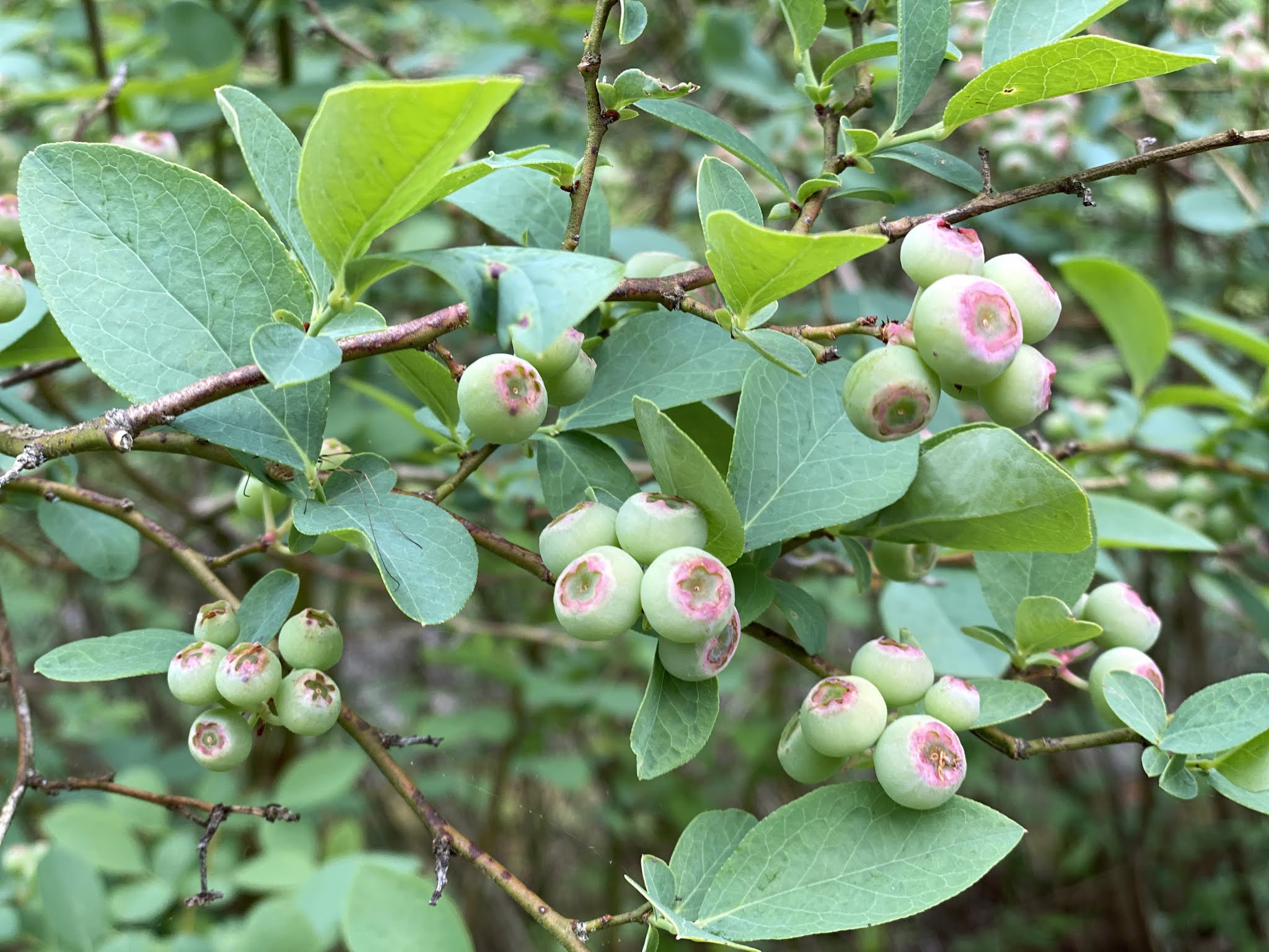 Quilted Blooms In Bloom 15 + Blueberries