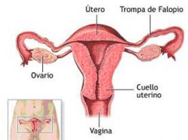sistema reproductor  masculina