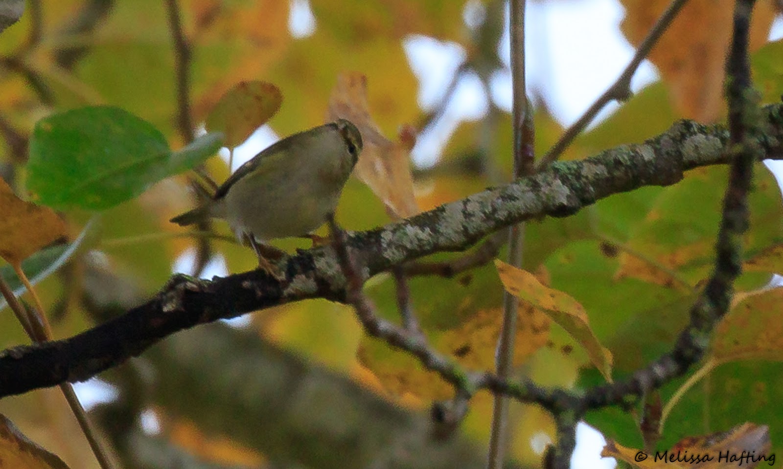 I JUST SAW A YELLOWBROWED WARBLER IN BC!!!!!!