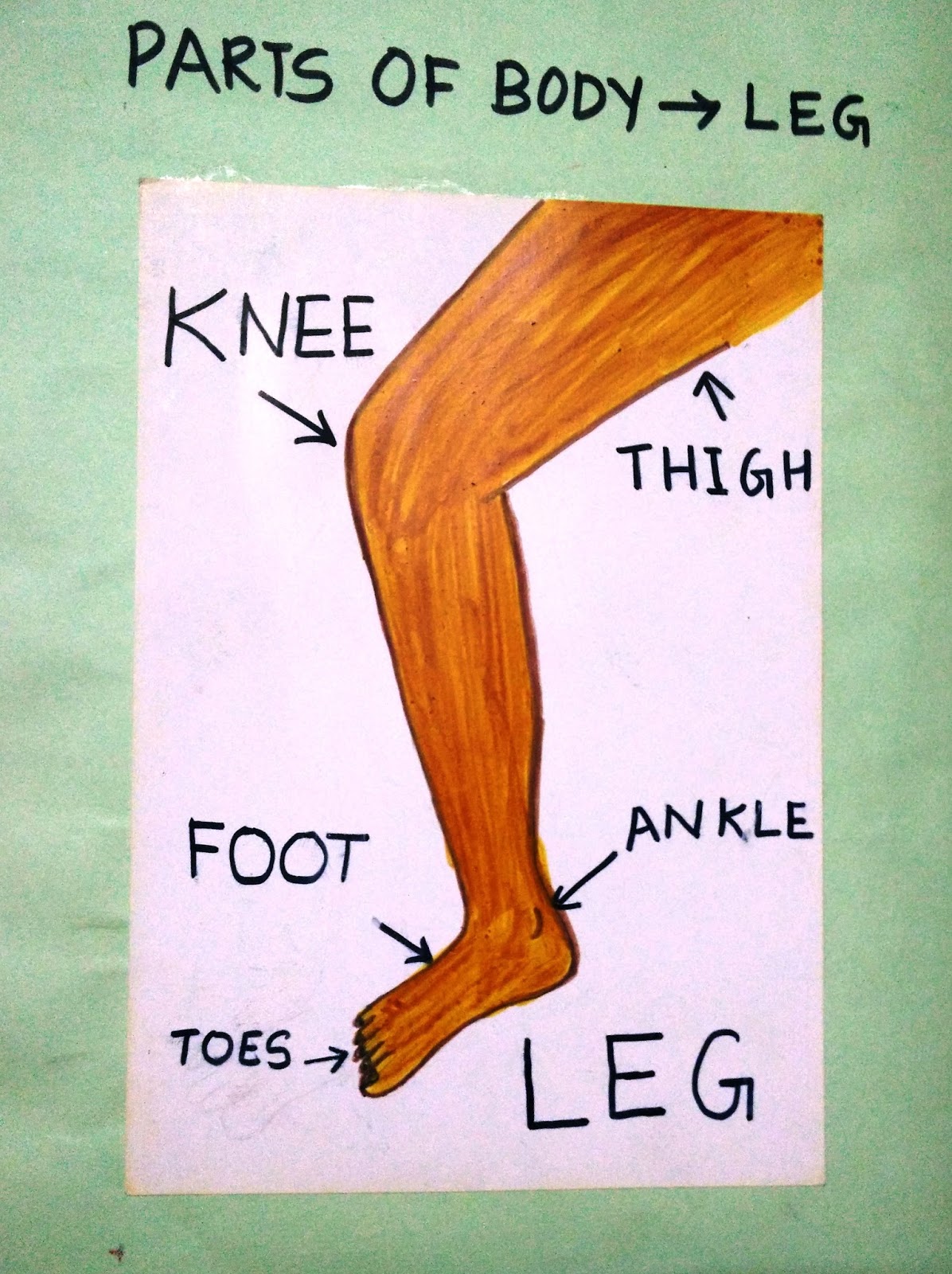 Lesson Plan For Parts Of Body Legs Preschool Education