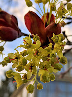 A photo of small yellow flowers blooming on a tree branch.