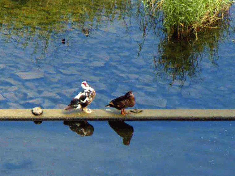 male and female,ducks,Cairina moschata
