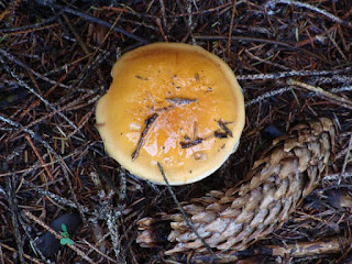 Cortinarius varius DSC69842