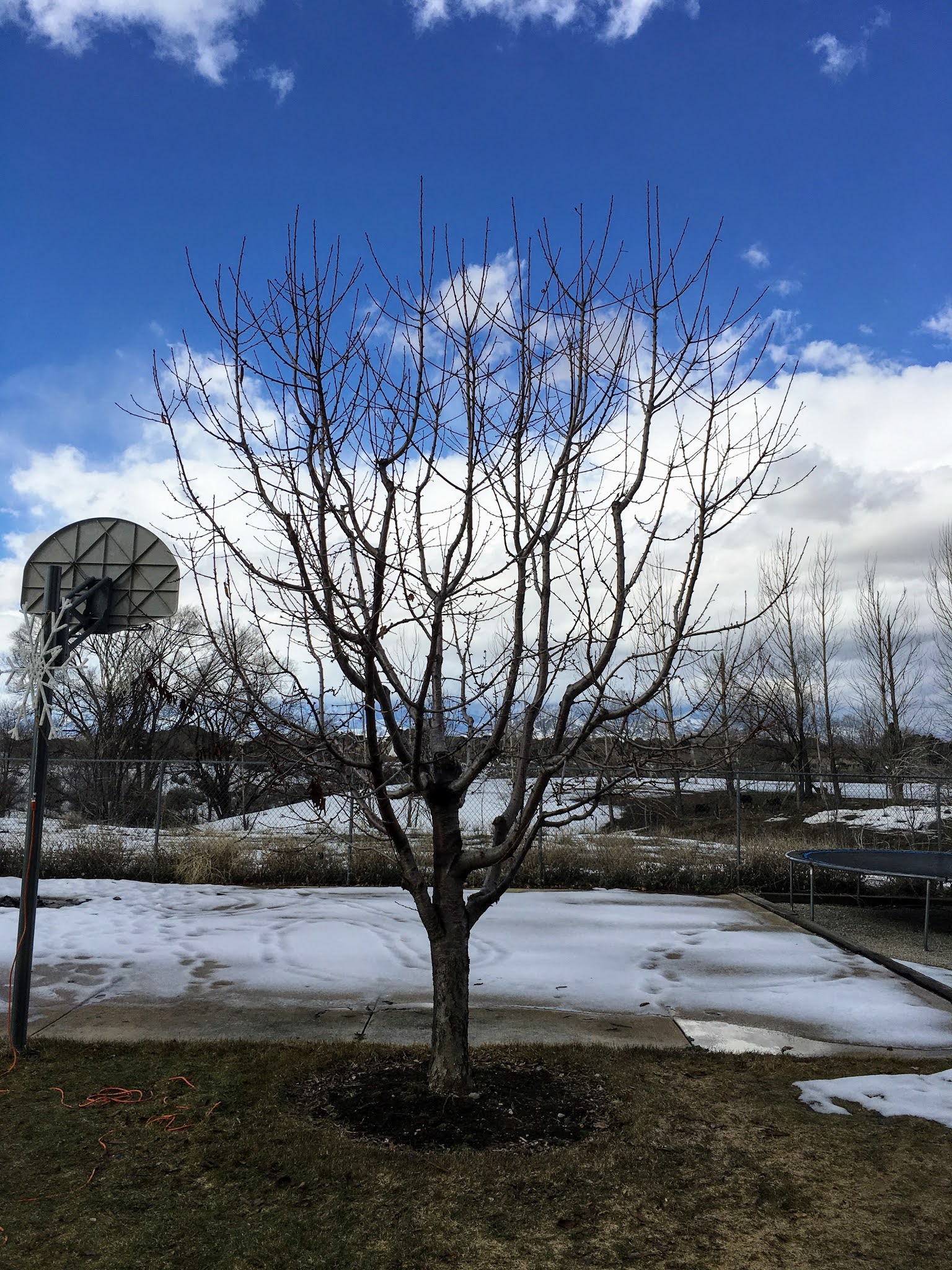 Fruit Tree Pruning at Its Best How to Prune Sweet Cherries