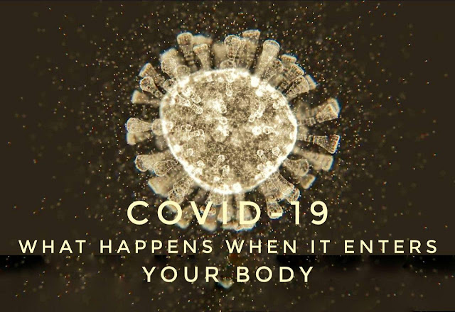 What actually happens, when the coronavirus enters your body?