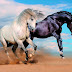 افضل صور خلفيات خيول خلفيات شاشة كمبيوتر 4k, خلفيات خيول عربية اصيلة افضل صور خلفيات خيول خلفيات شاشة كمبيوتر 4k, خلفيات خيول عربية اصيلة