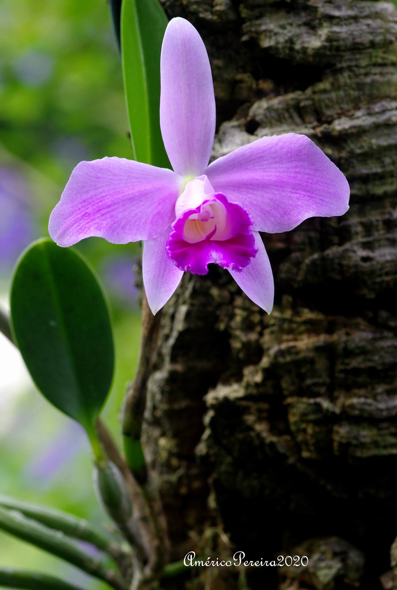 Orquídeas soltas: Cattleya pumila