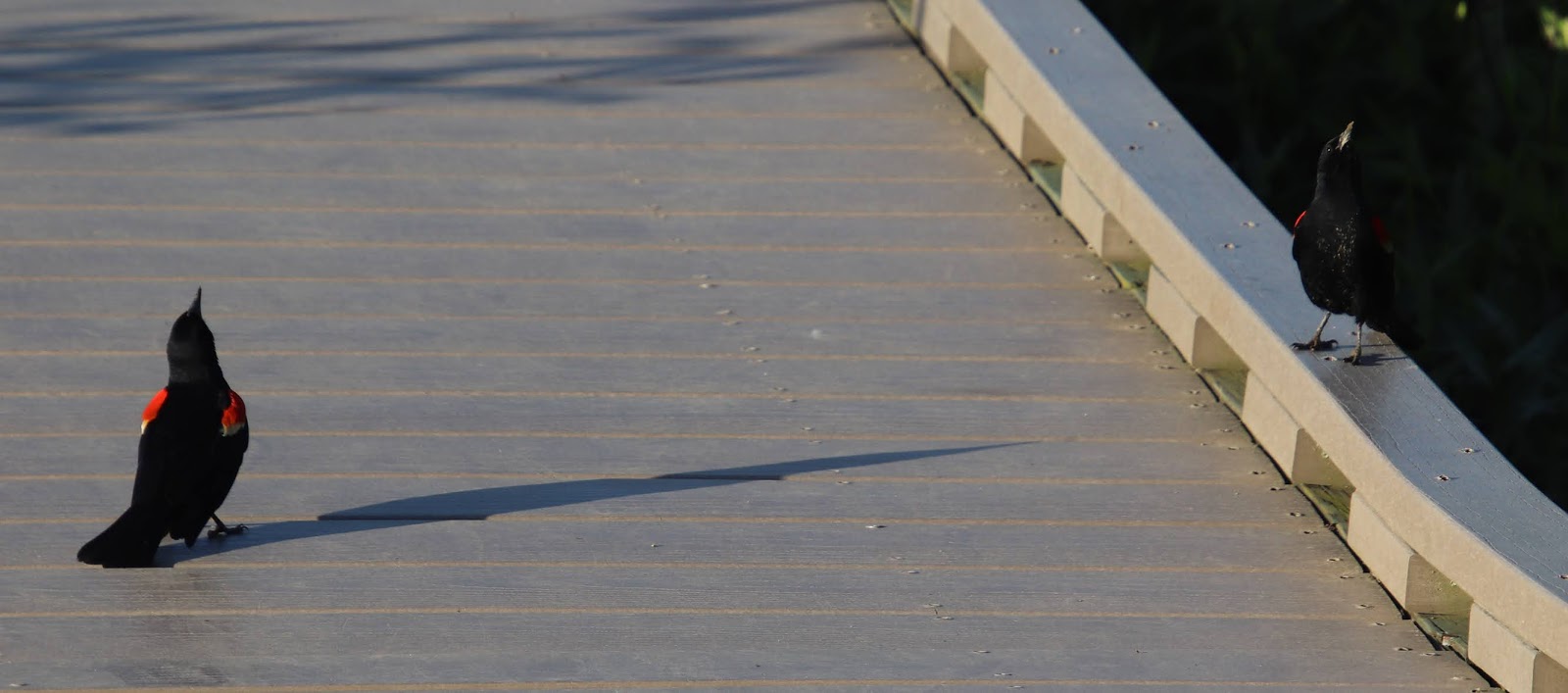 Royal Musings Do a Little Dance, Make a little love, get Down tonight.