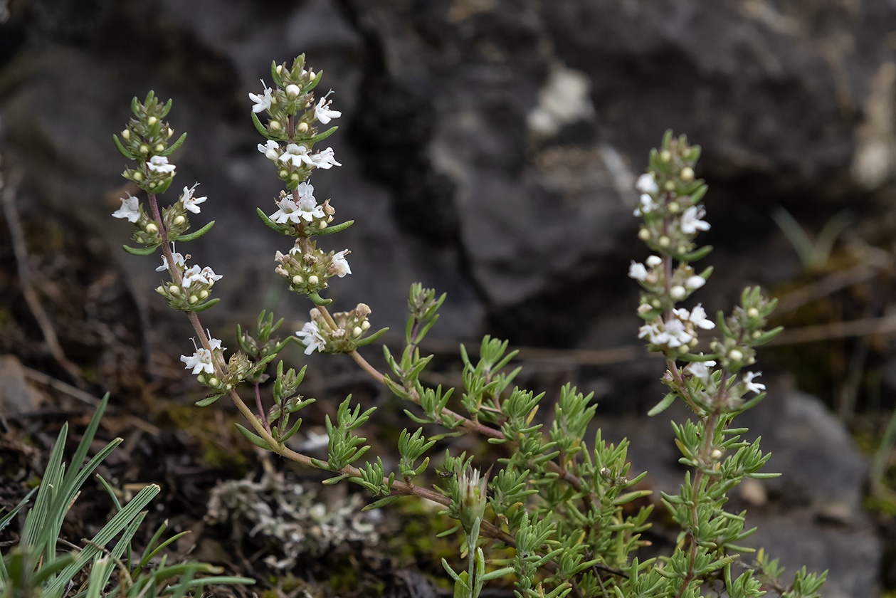 Flores y Paisajes de Asturias Thymus zygis