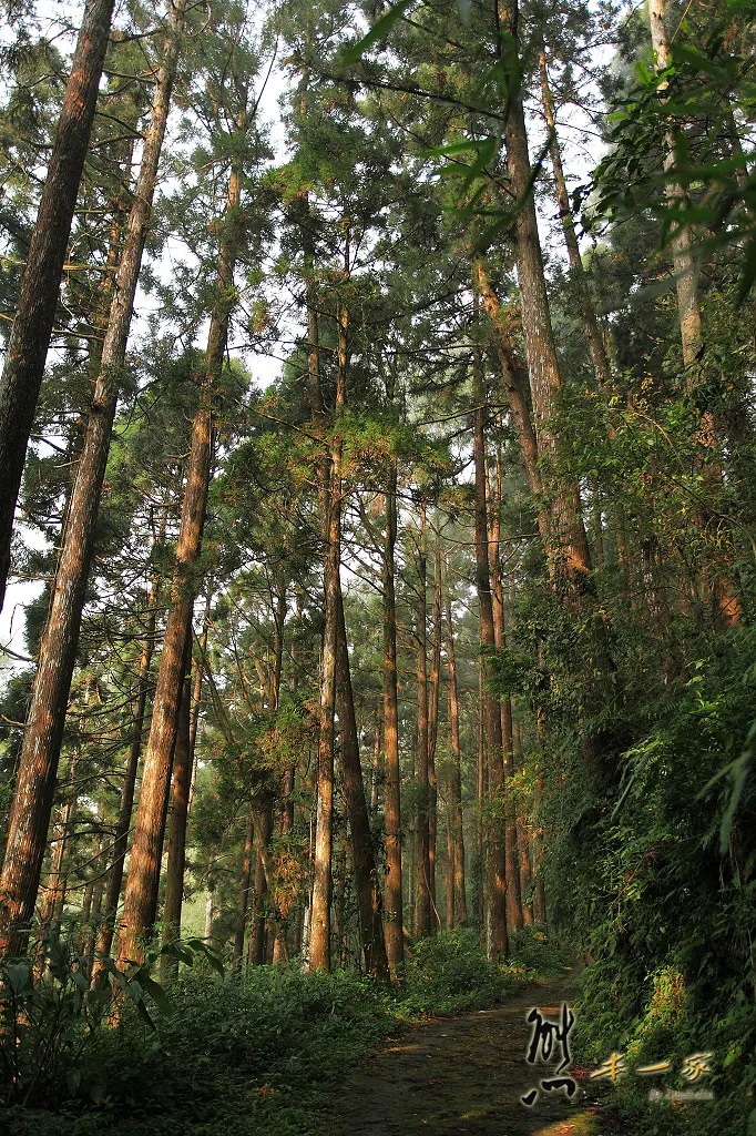 奮起湖石棹景點|龍雲休閒農場森林步道|鐵達尼石 五彩石