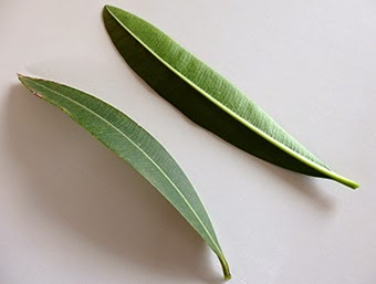 Hojas de adelfa (Nerium oleander)