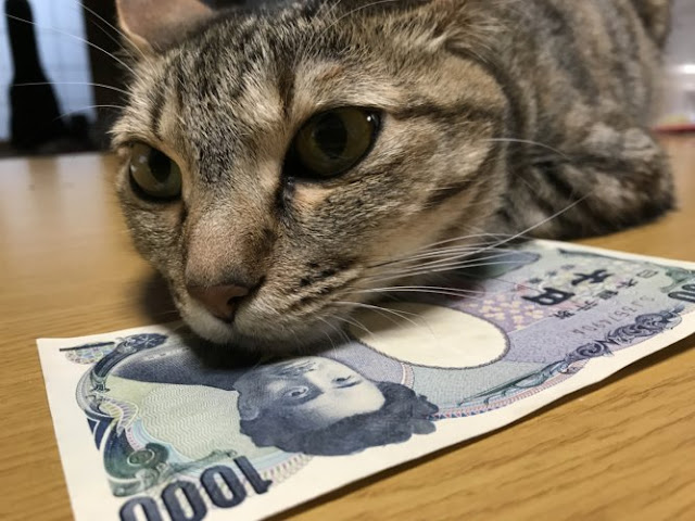 Koin emas untuk kucing