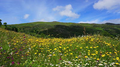 Beautiful flower scenery landscape