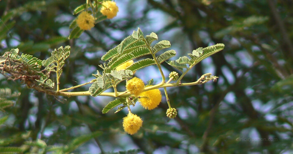 Ciri Ciri Pohon Klampis Ireng / Arabika (Vachellia nilotica) Di Alam