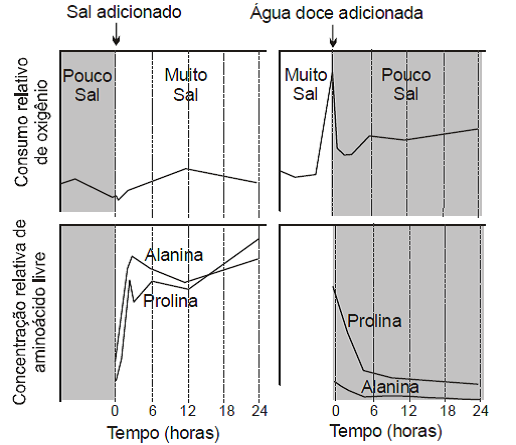 marca voete diabetes insípida