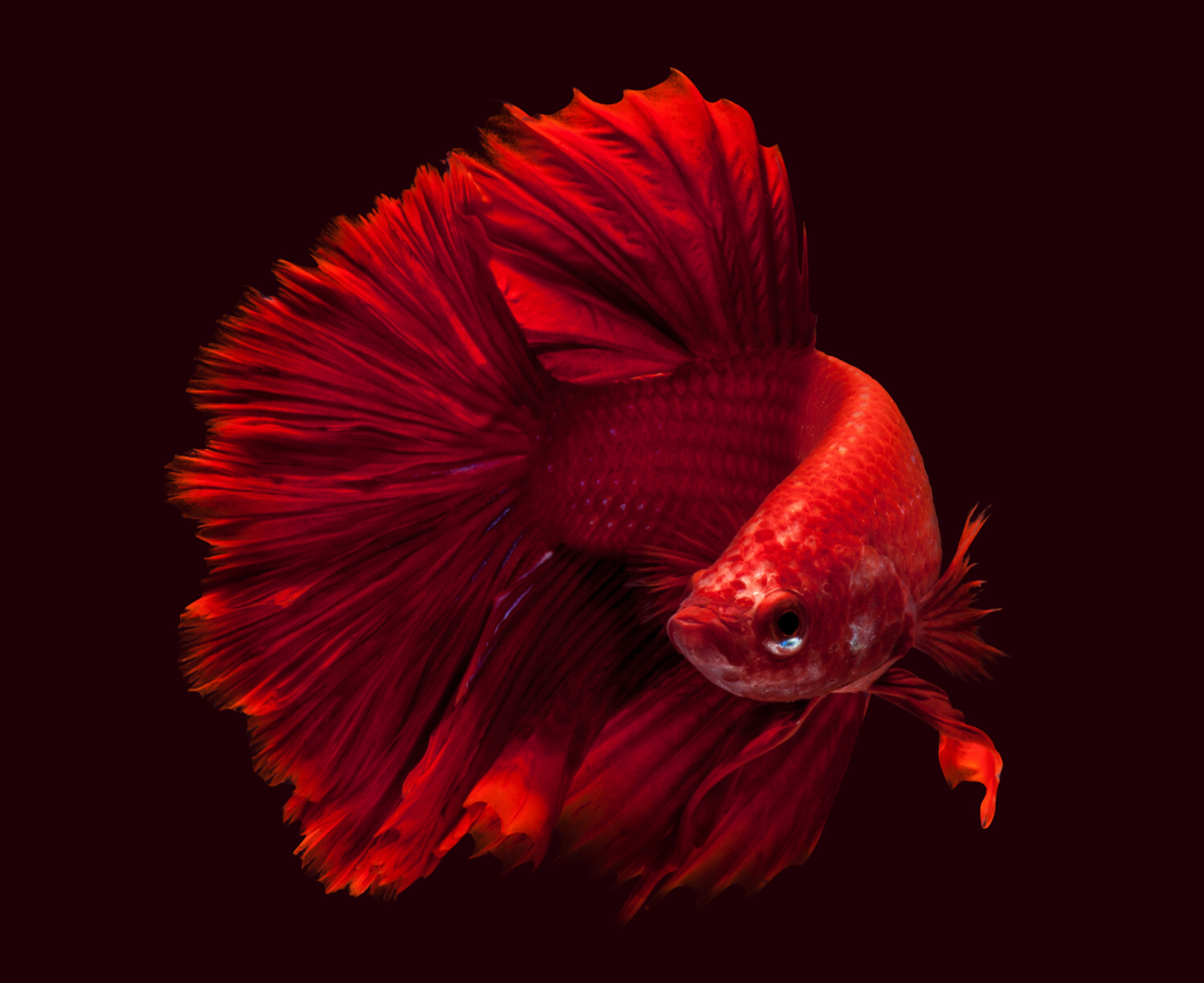 Ikan Cupang Super Red Betta - ikanhiasku.net