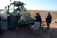 Planting Olive trees