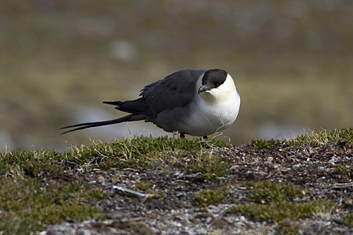 Long-tailed Skua