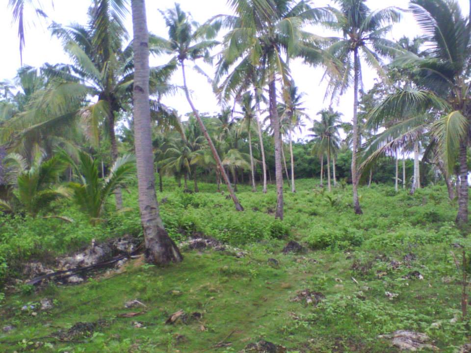 BOHOL PROPERTIES Anda Bohol Beach Lot For sale 09159618186