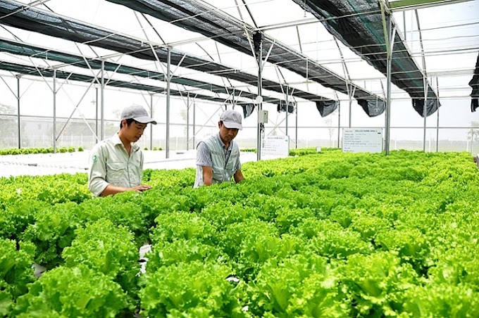 Tuyển 12 thực tập sinh làm nông nghiệp tại Toyama tháng 5/2021