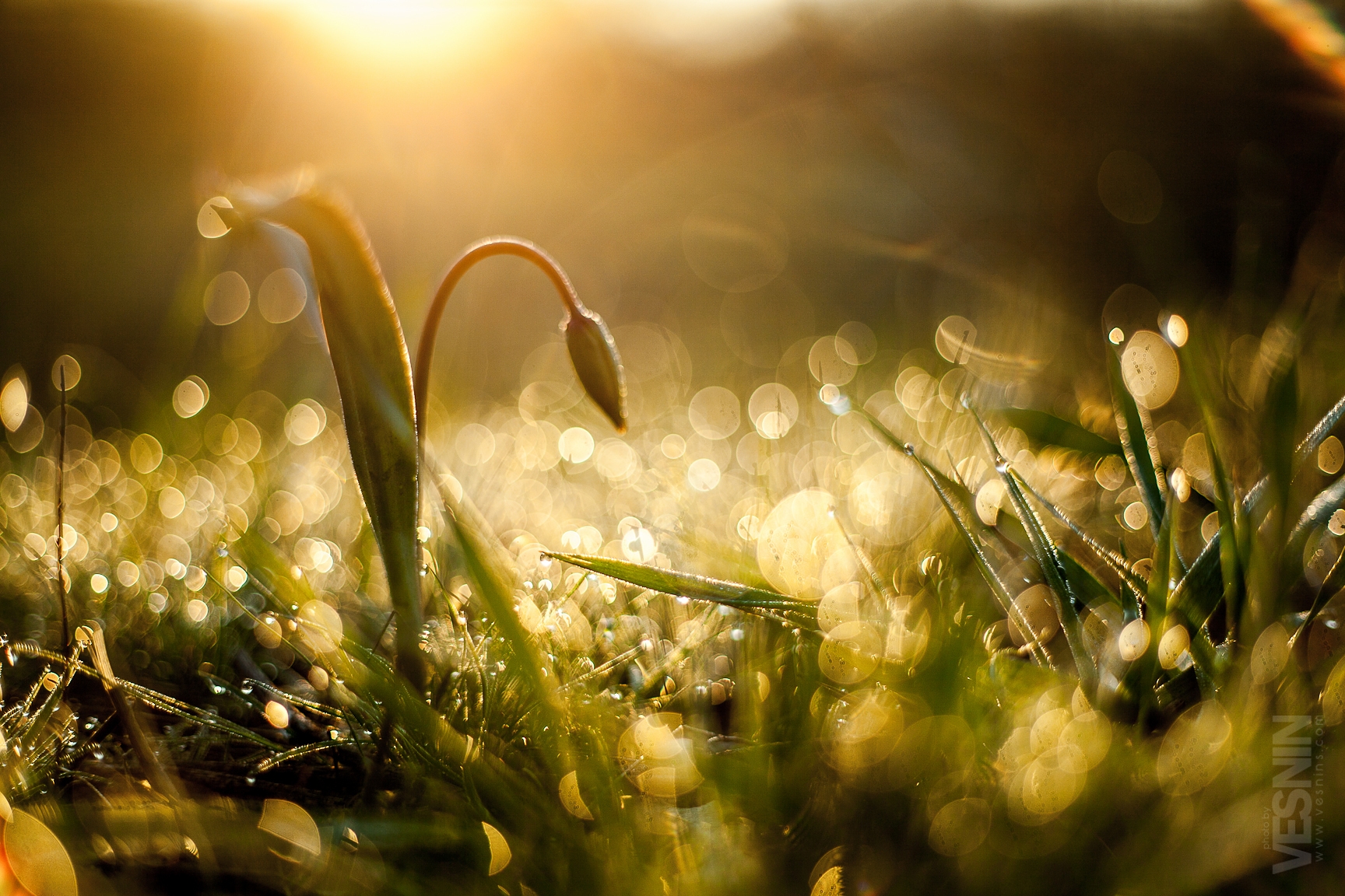 Роса выпадает в вечерний утренний. Солнечного весеннего утра. Роса на траве.