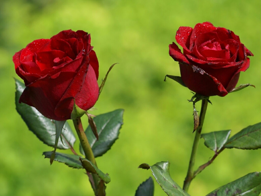 flowers for flower lovers. Beautiful Rose flowers