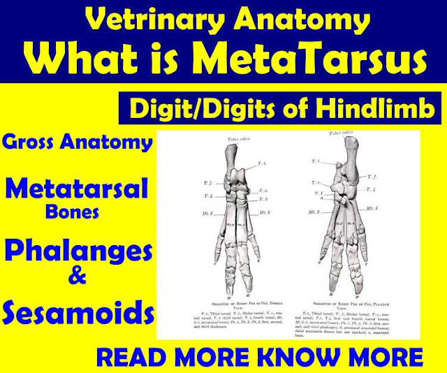 What is Metatarsus & Digit/Digits | Veterinary Anatomy | Anjani Mishra