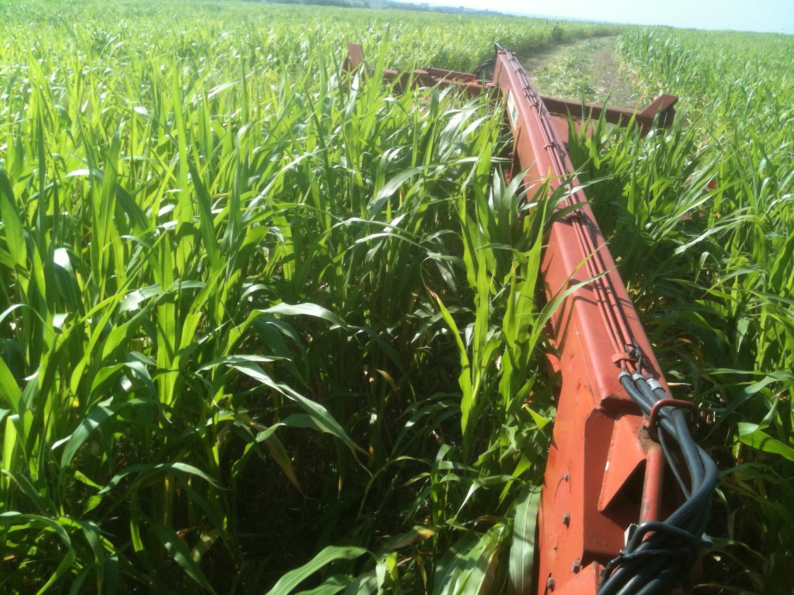 Watch Out For The Bull Baling Hay