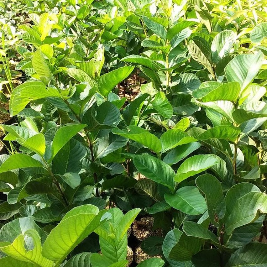 Bibit jambu sukun merah tanpa biji seedless non biji hasil stek okulasi cepat berbuah Kota Administrasi Jakarta Pusat