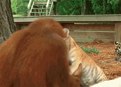 cda4e6123787b61f5d4186a60e36cb28.gif