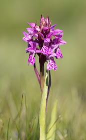 Pugsley's Marsh Orchid - Anglesey, North Wales