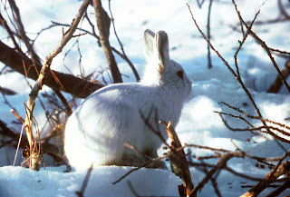 Kuzey Kutup tavşanı (Lepus arcticus)