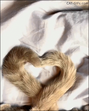 Cute Cat GIF • Beautiful love heart tail from two cuties sleeping together Cute Cat GIF • Beautiful love heart tail from two cuties sleeping together