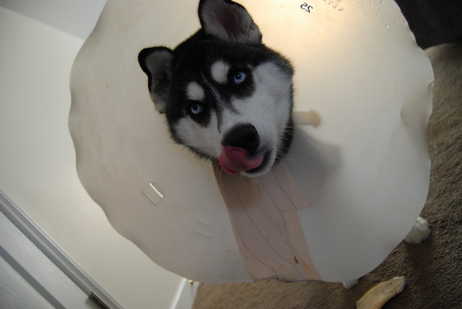 A Tale of Two Huskies ECollar