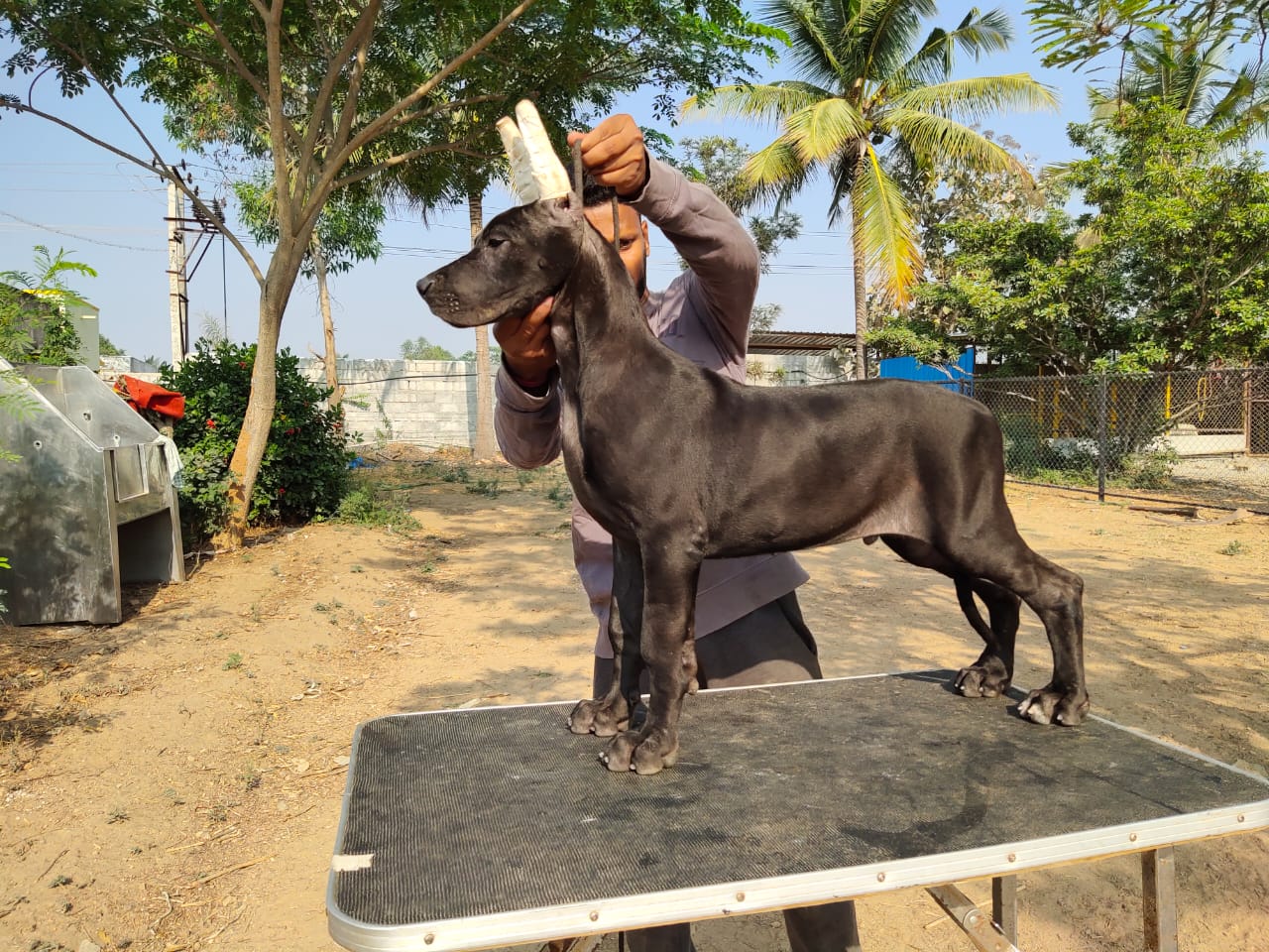 Top Dog Breeders in Bangalore India at Best Price Yourdogbreedsinfo