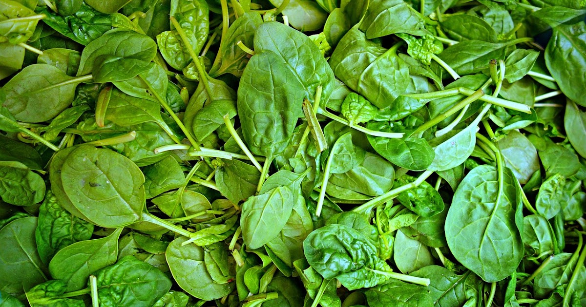 History of food 5 interesting facts about Spinach