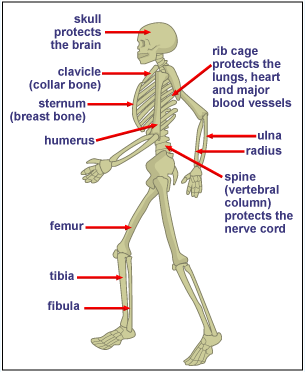 telcel2u: Draw Label Major Bones Human Body