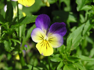Hercai menekşe (Viola tricolor)
