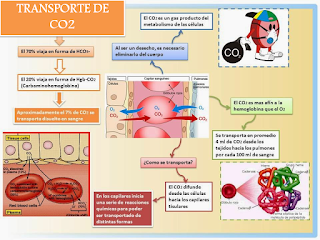 Fisiología Medica I: TRANSPORTE DE CO2 Y O2