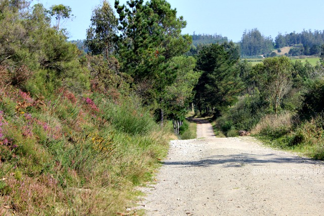 foto de senda en el camino