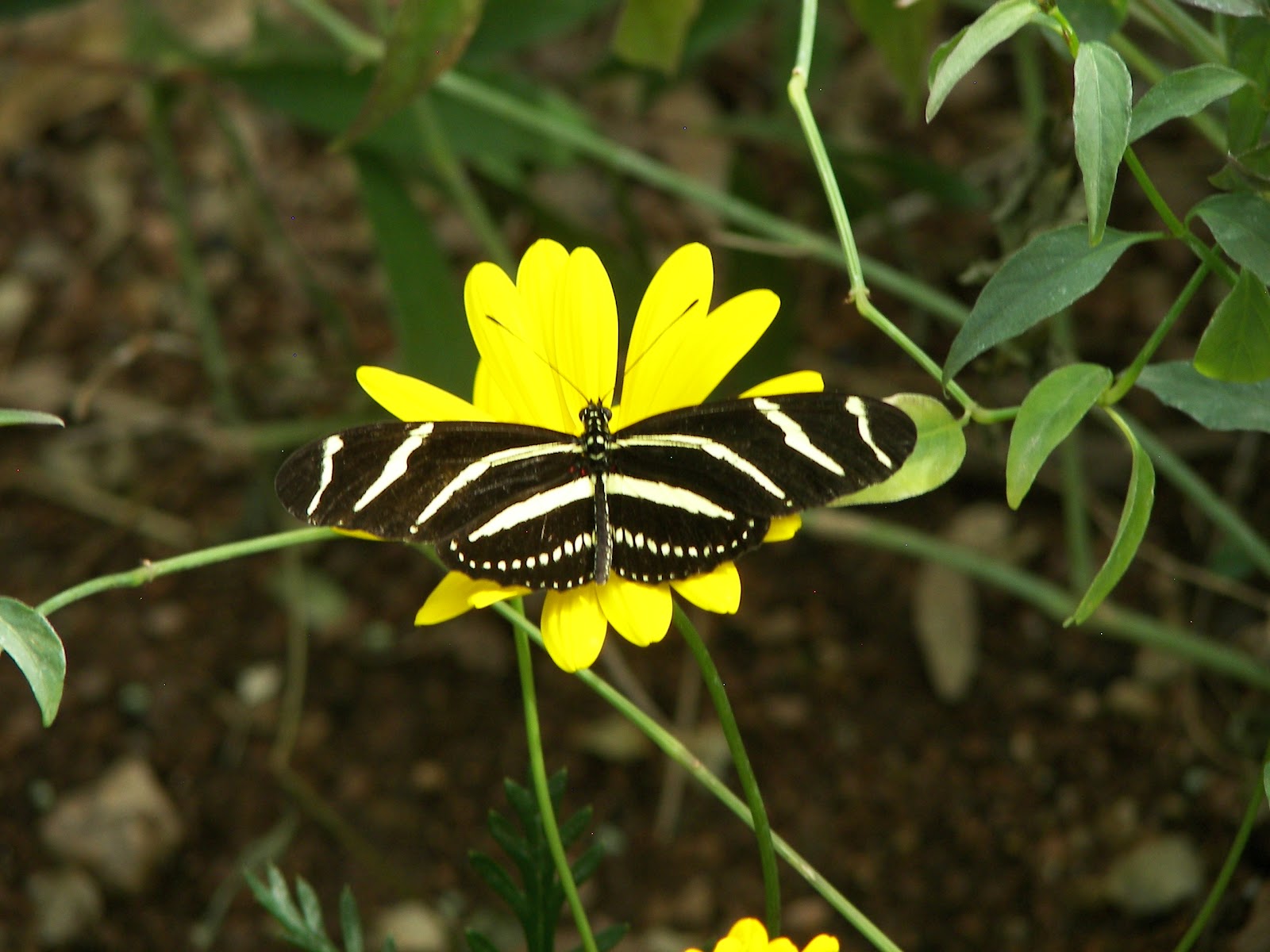 Questions On Dogs and Cats DO ANIMALS GET SUNBURNED?