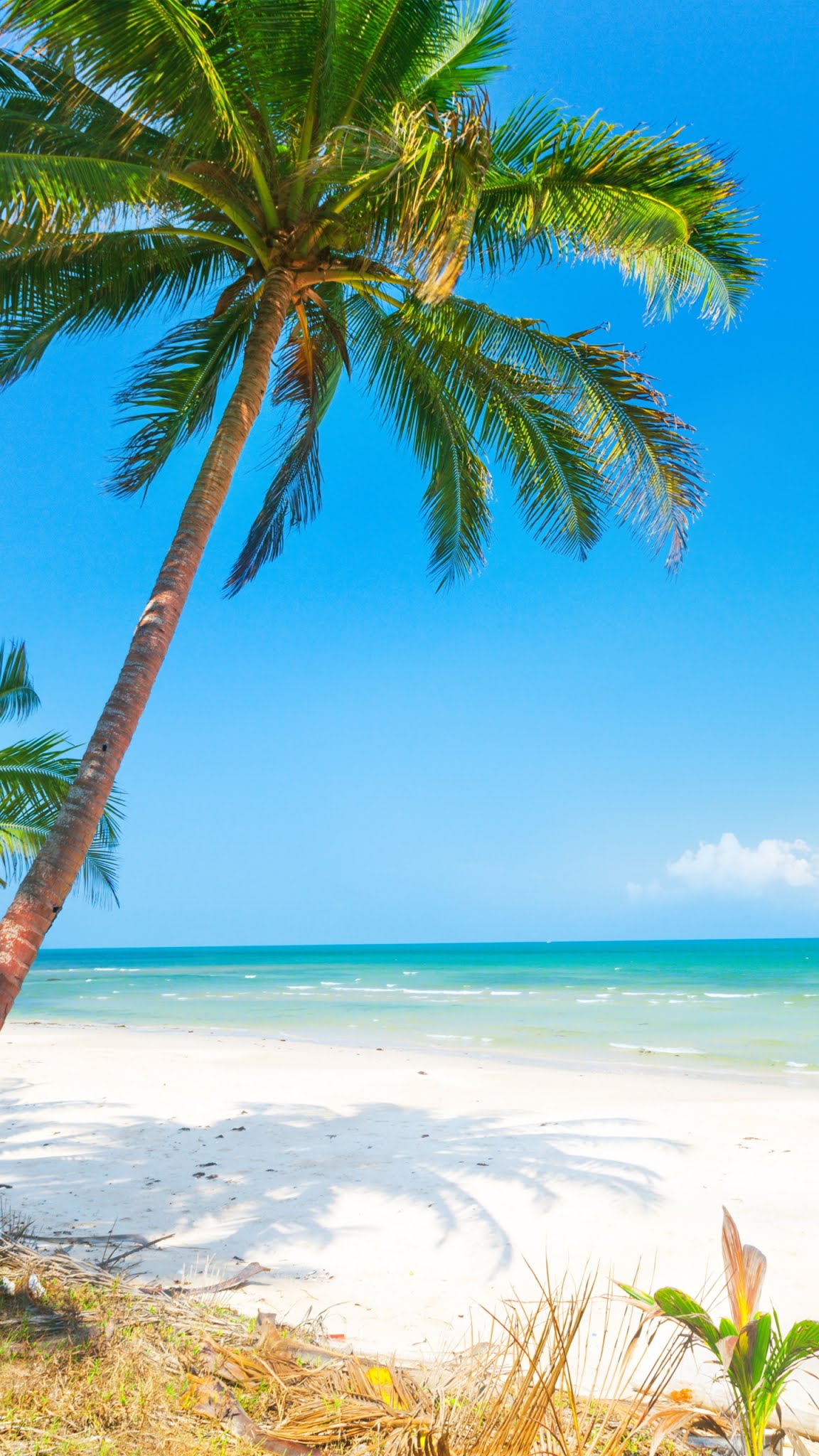 Beautiful beach,mobile wallpaper,palm tree,sand,nature,horizon - HD Mobile  Walls