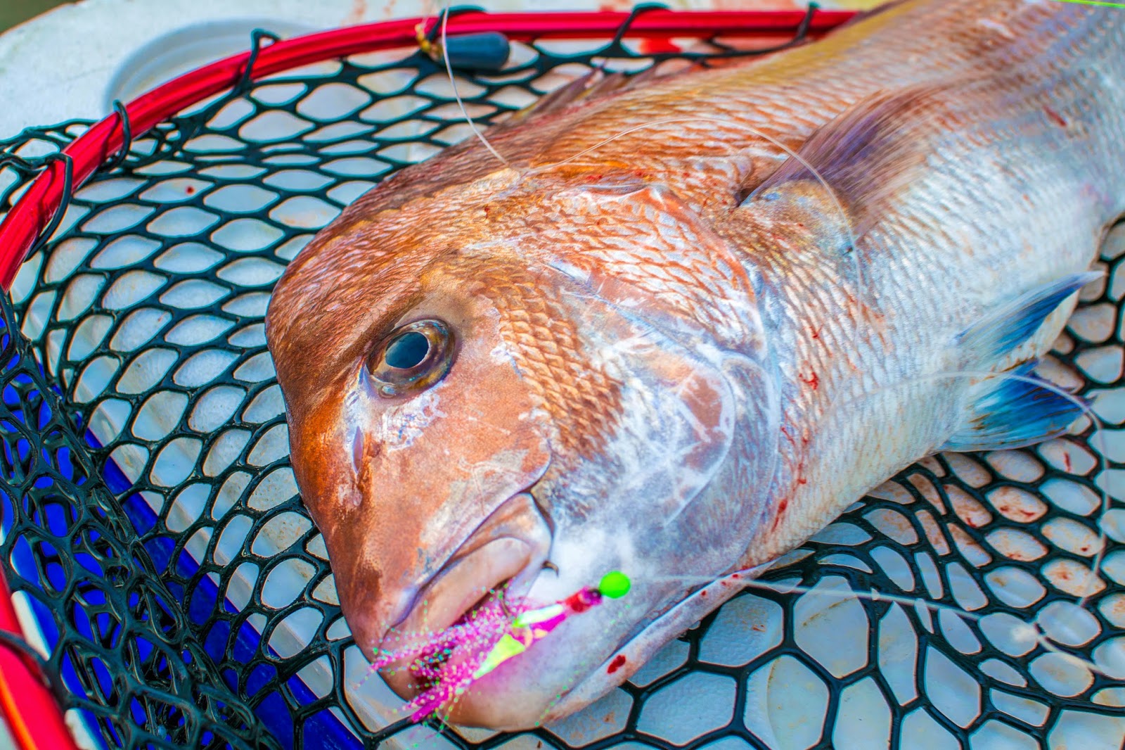 Snapper Fishing Tackle Flasher Rigs & Tips On Bait Fishing Setups
