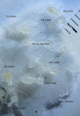 Nymphs of Macrotermes gilvus in their various pre-adult stages