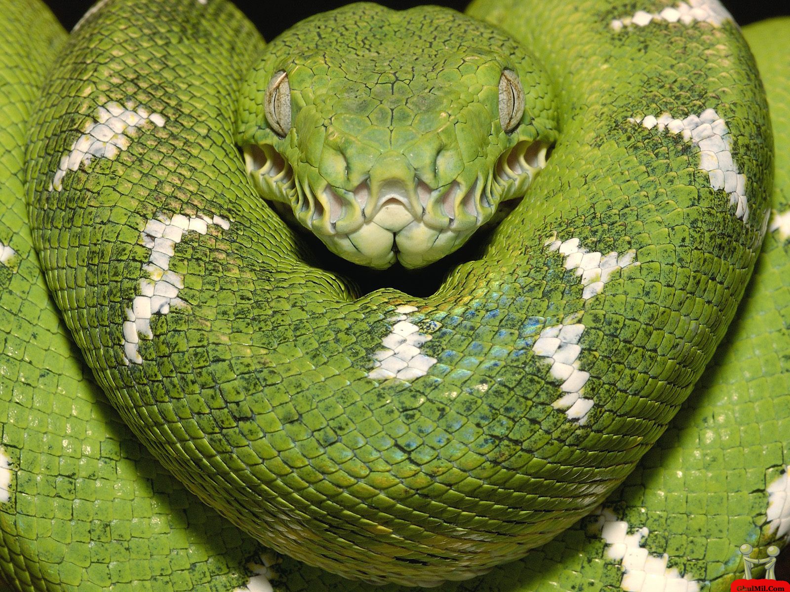 Amazing+Green+Anaconda.jpg