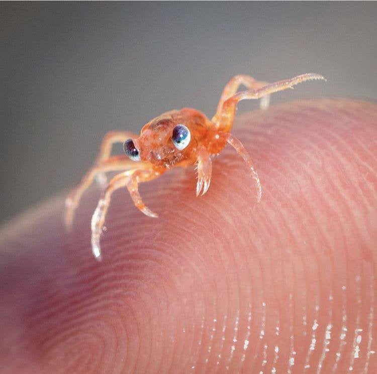 TYWKIWDBI ("TaiWikiWidbee") Baby crab