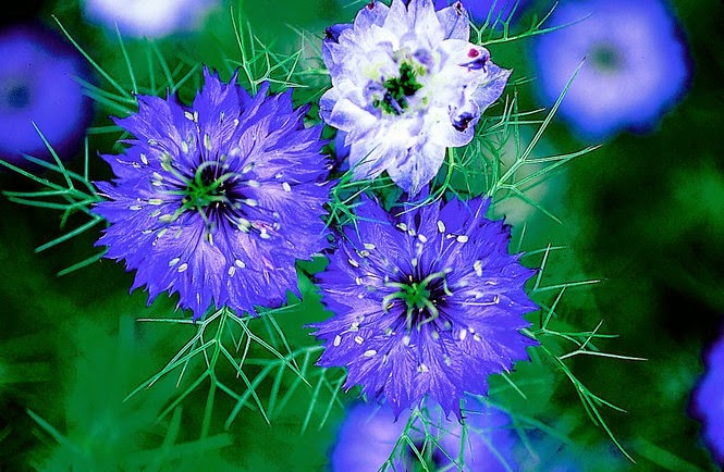 A Collection of Beautiful Flowers Wallpaper Cute and Adorable | all