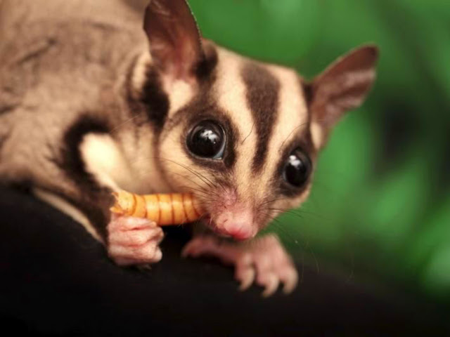 makanan sugar glider